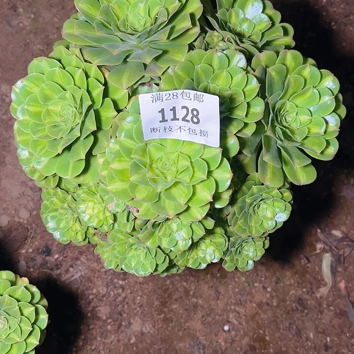 1128翡翠琉璃多肉植物