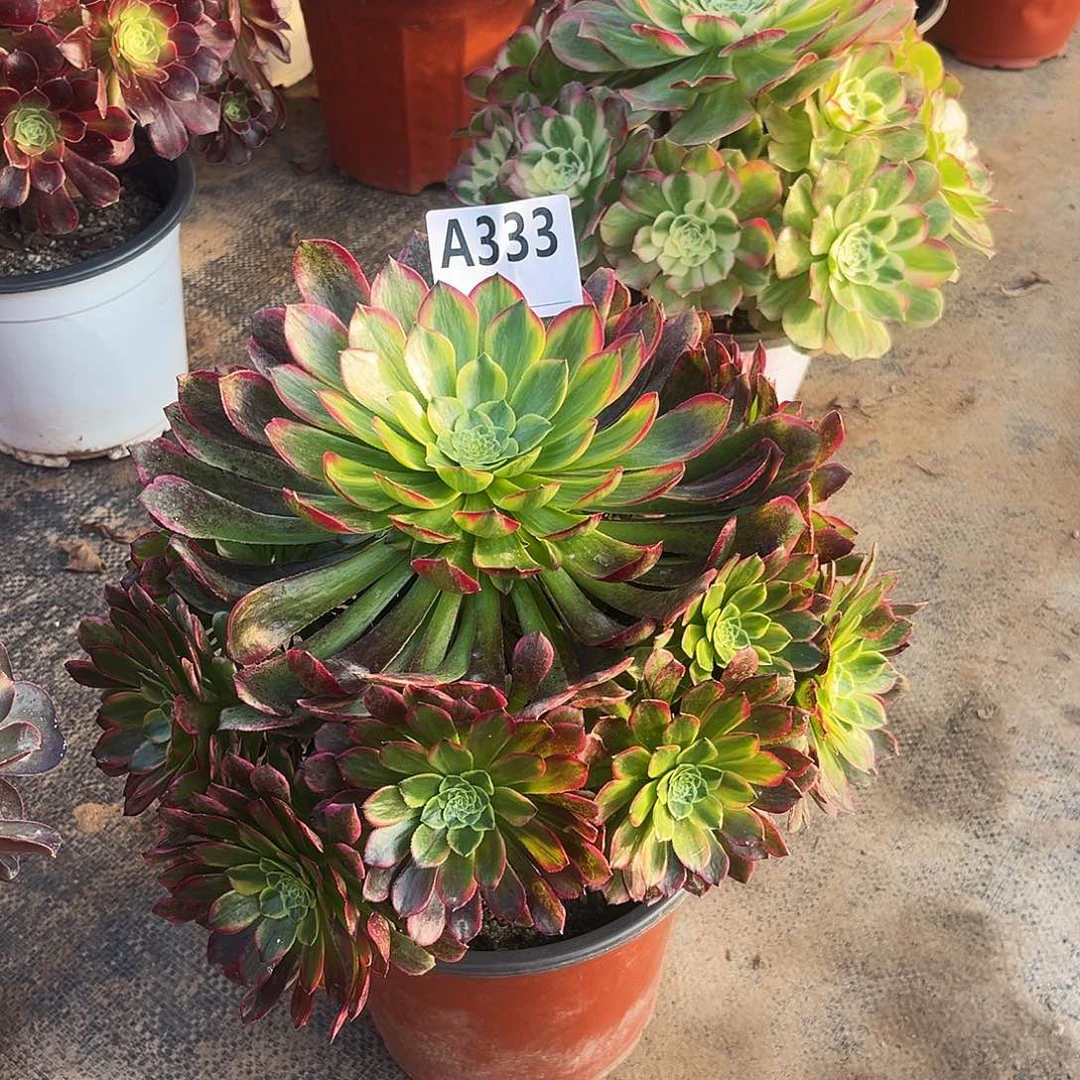 多肉植物朝霞锦333多肉