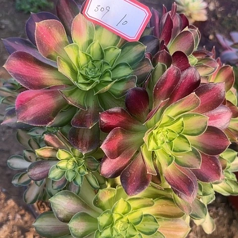 多肉植物韶华309