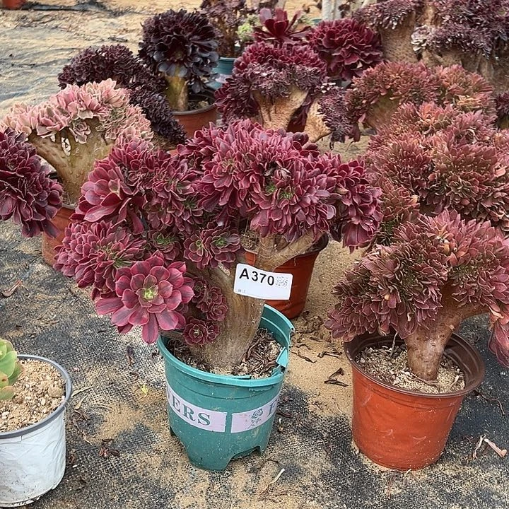 370美杜莎缀化一颗