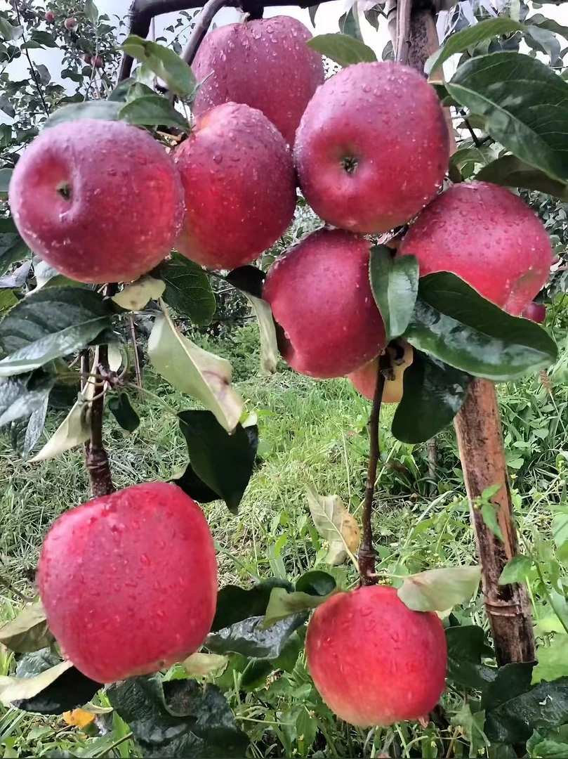 云南昭通华硕苹果新鲜头茬现摘酸甜可口当季水果现摘现发