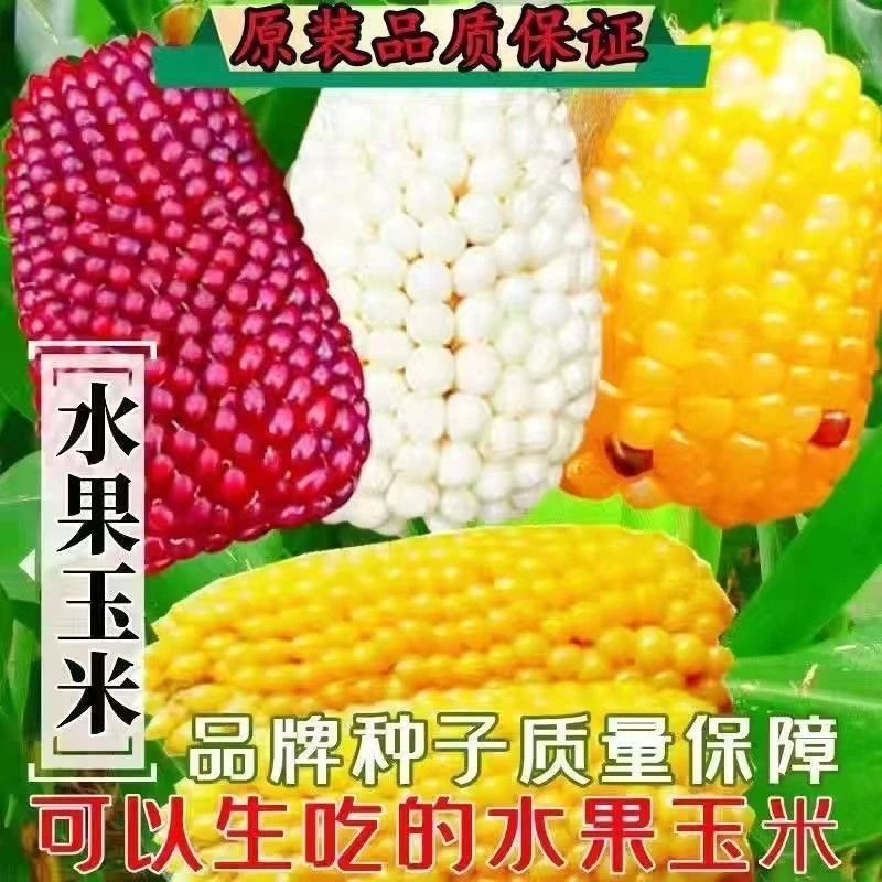 水果玉米种子草莓菠萝白奶油玉米种子甜糯四季播种手指玉米种子籽