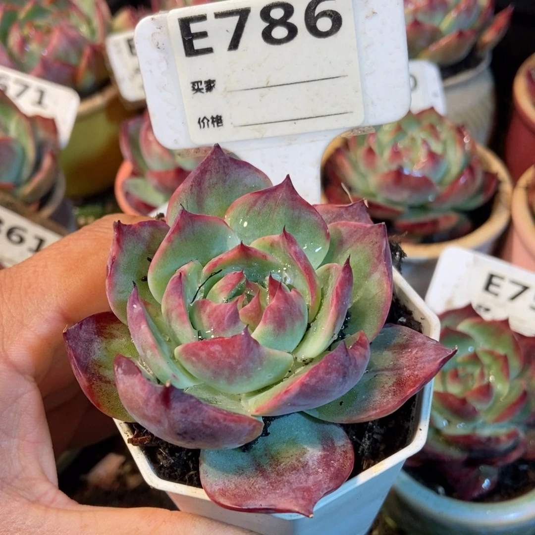 惊鸿一瞥786号楼多肉