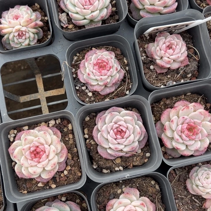 天鹅绒单头一颗量拍多肉满20包邮下午发货