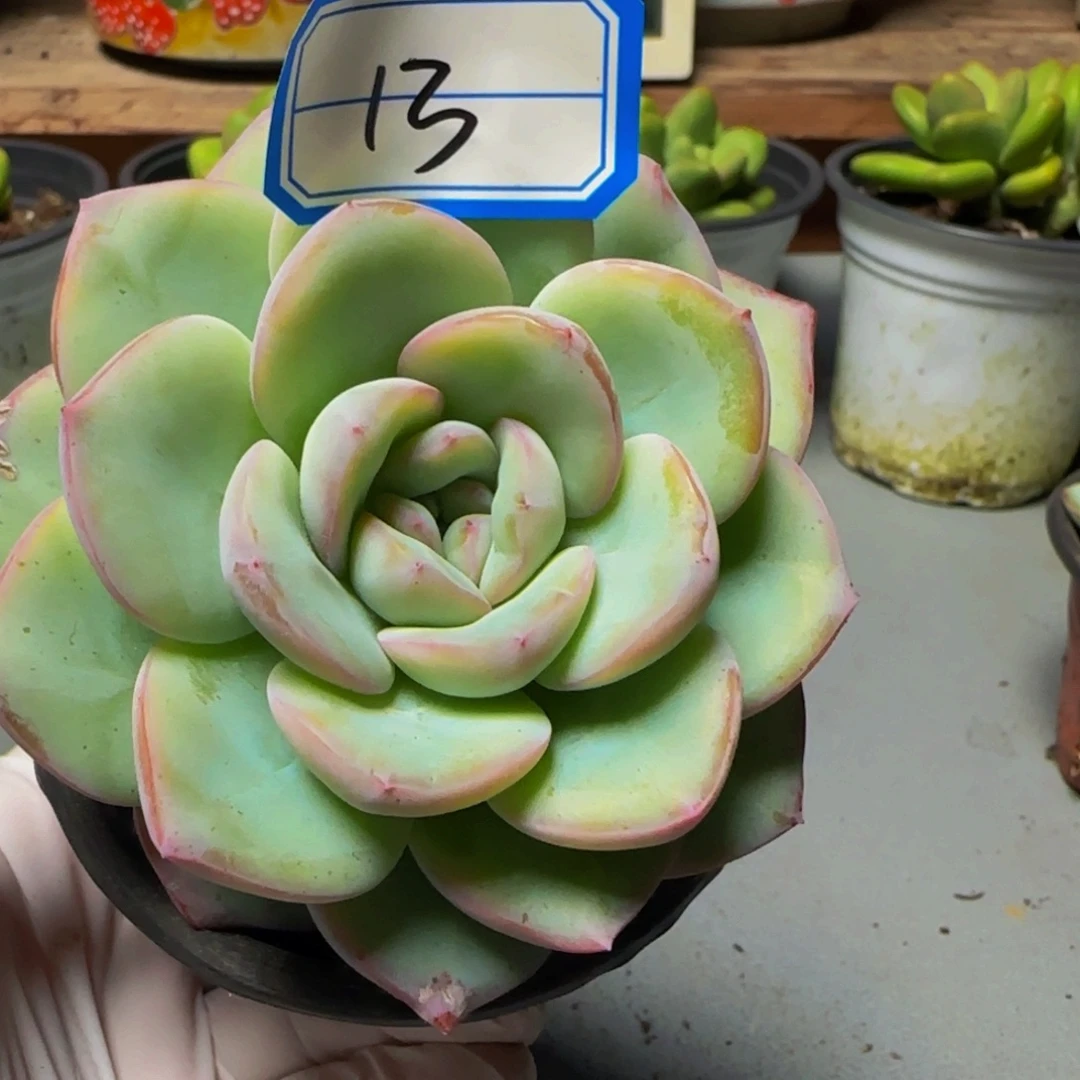 0915013奶油泡芙多肉单头9cm