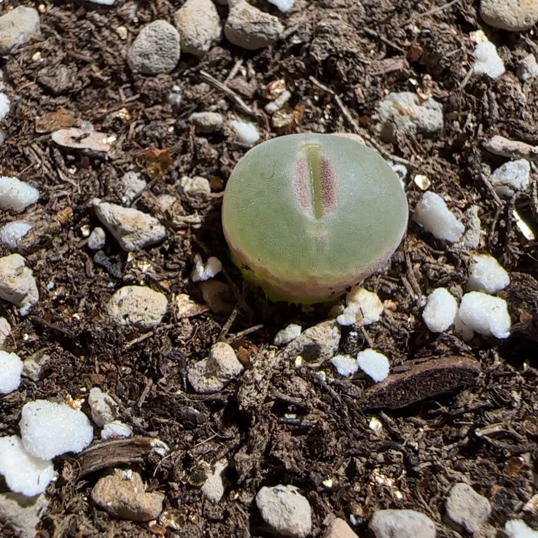 用***3肉锥多肉植物组合-512安格