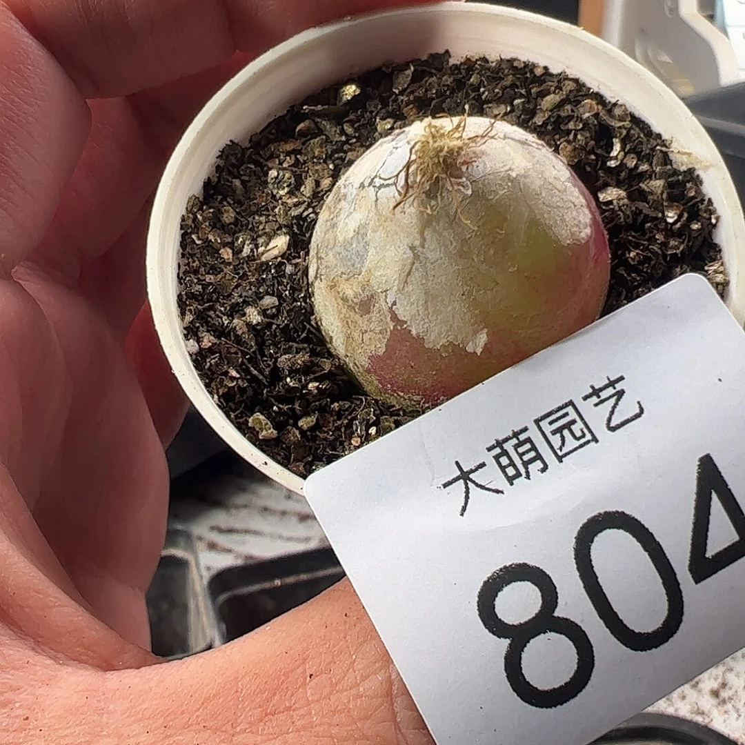 一物一拍带盆土发。804