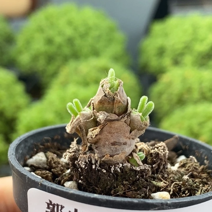 碧光环8369枝干番杏