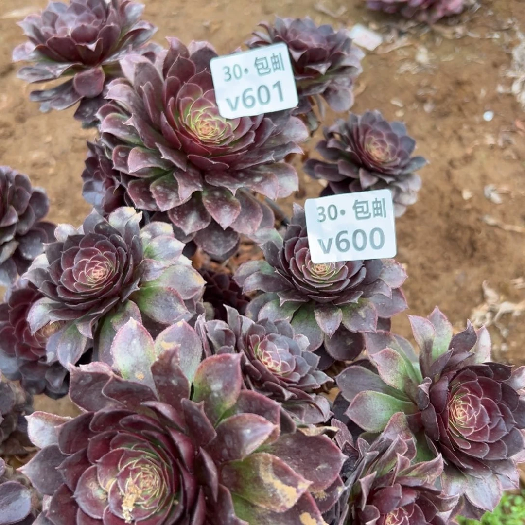 洛**?2颗红魔，不包损多肉法师