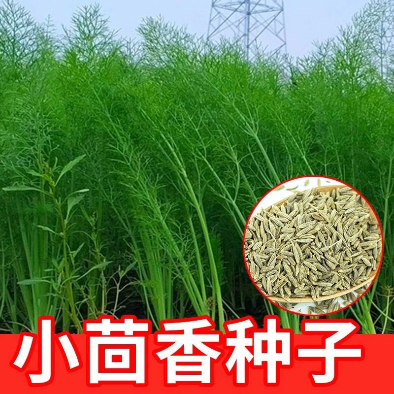 【割岔小茴香种子】四季种植盆栽地栽阳台小院种植