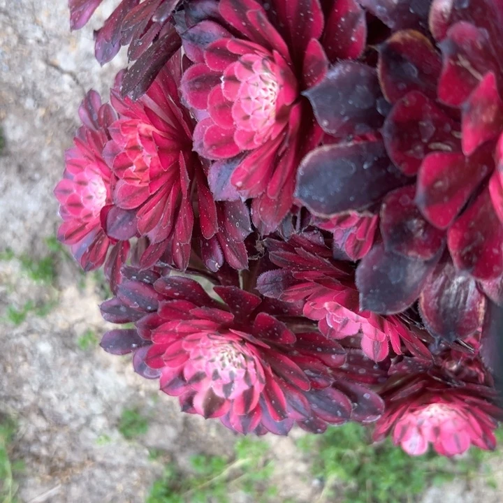 红铜白多肉多肉多肉20