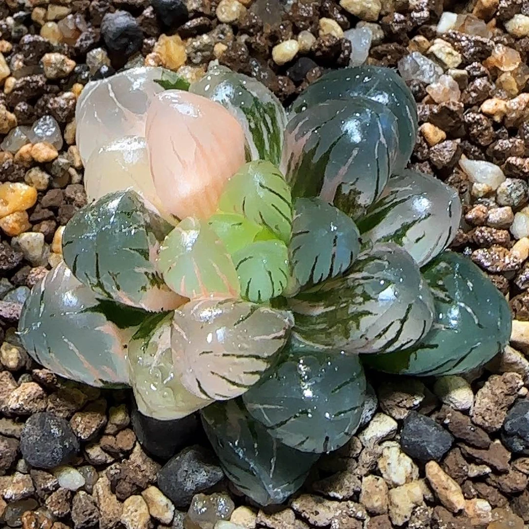 208号非组冰灯精选 4.4厘米左右一物一拍带盆发货