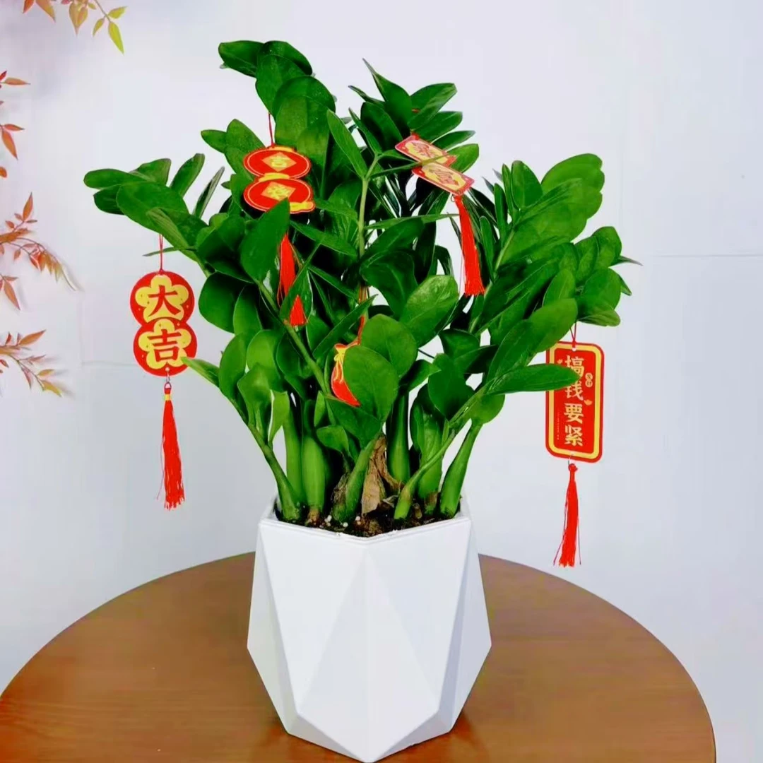 六角盆金钱树钱串子绿植室内客厅好养四季常绿常青盆栽耐旱植物