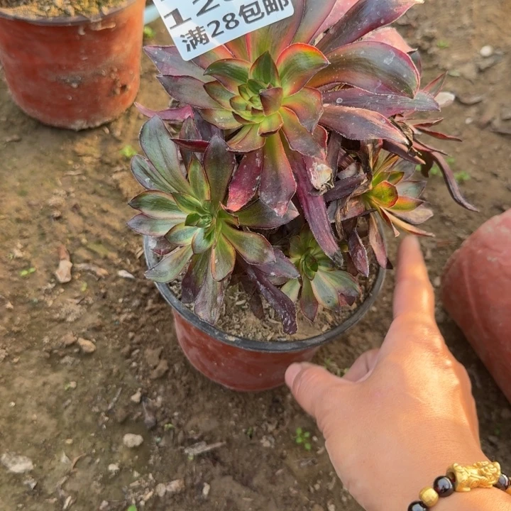 1282二号棚火凤多肉B