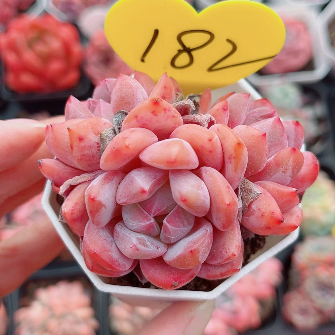 182号小老桩糖心群