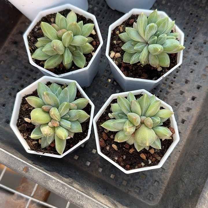 爱*青蛙王子儿童牙膏111