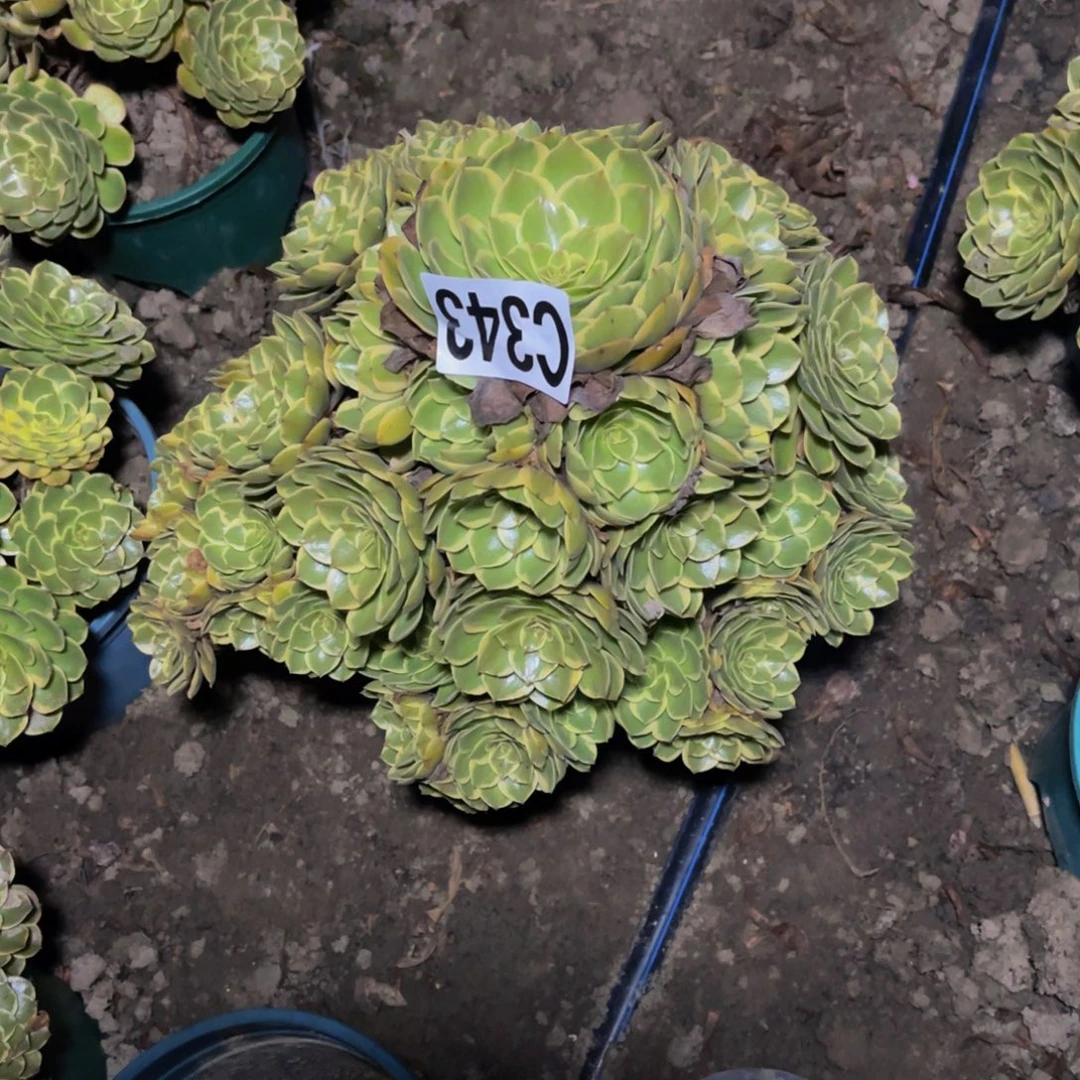 粉花妖26////29包邮
