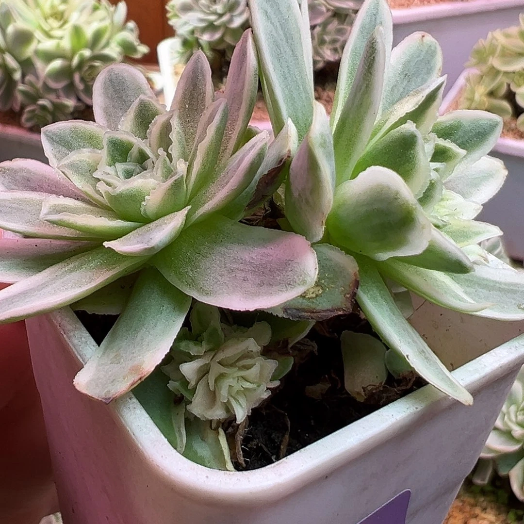 山地玫瑰锦秋夕1052号