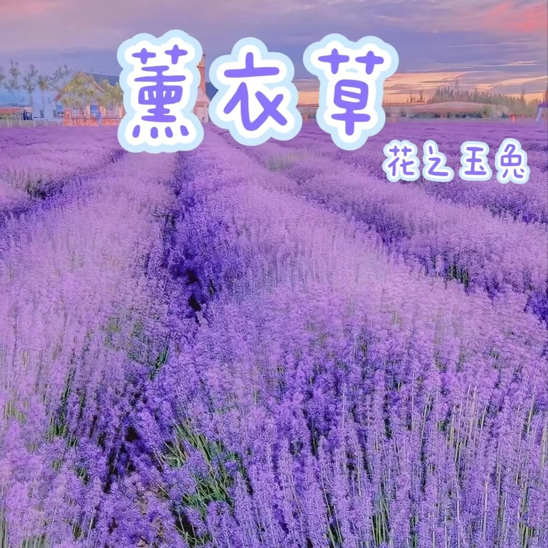 【薰衣草】庭院阳台蓝色花海播种丛生好看好养