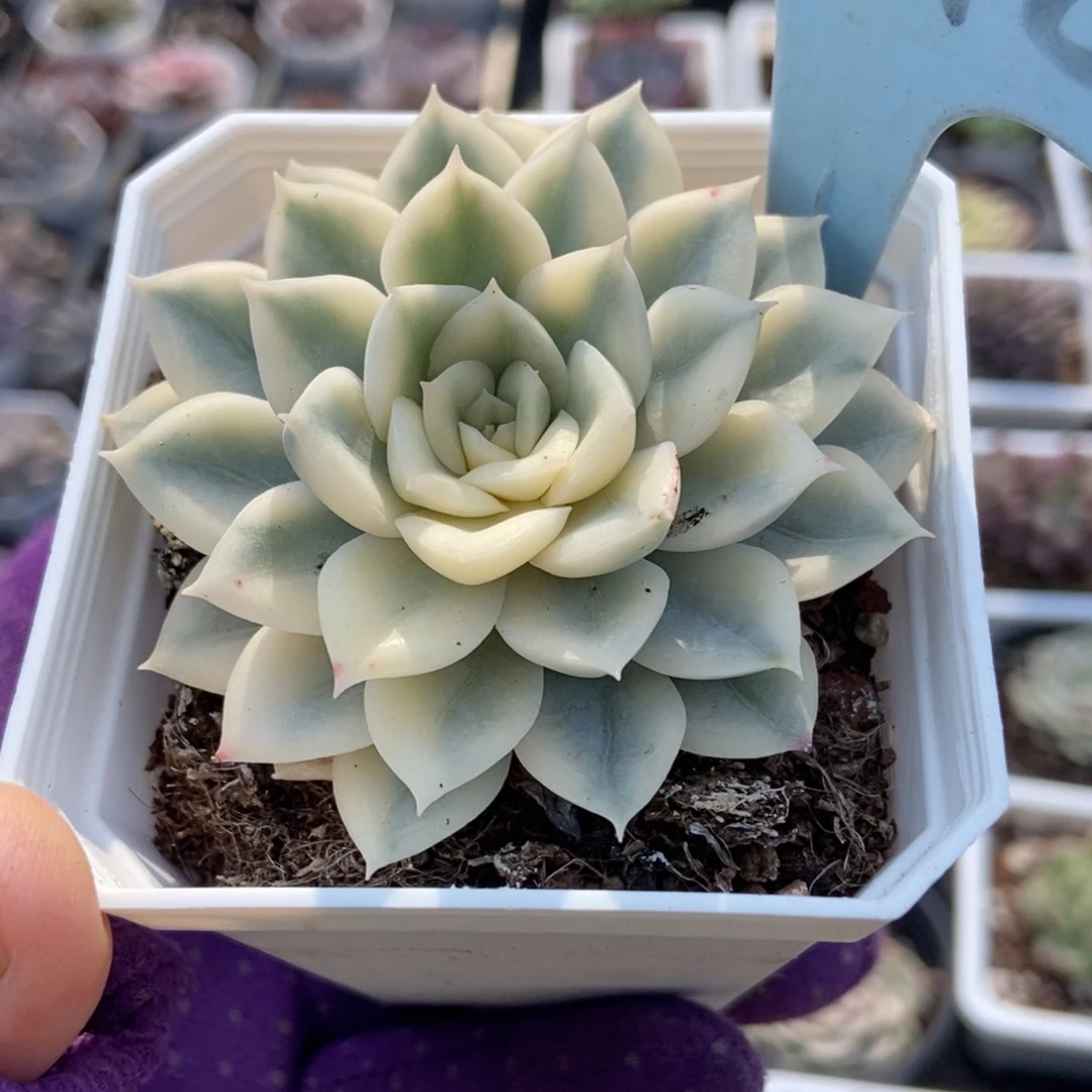 6048月亮仙子锦多肉