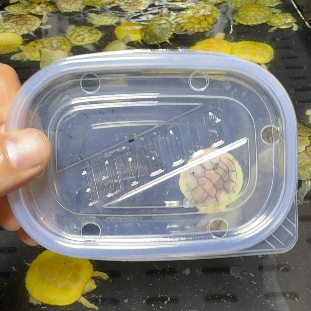 绿毛龟母瑕疵龟，不做售后