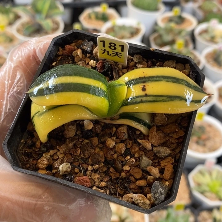 181号军配卧牛锦多肉植物