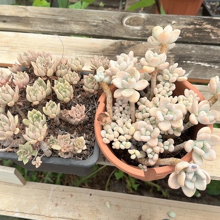 洛神璀璨老桩福利出
