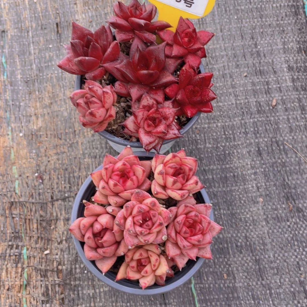 1293号 捡漏美肉两组