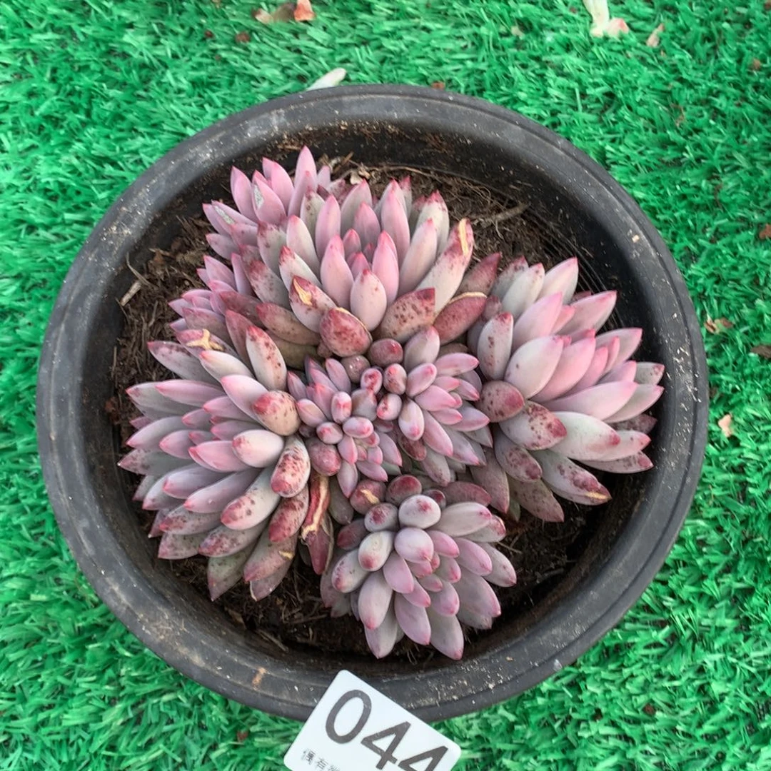 044虞美人多肉植物