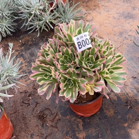 002白凤不包断枝