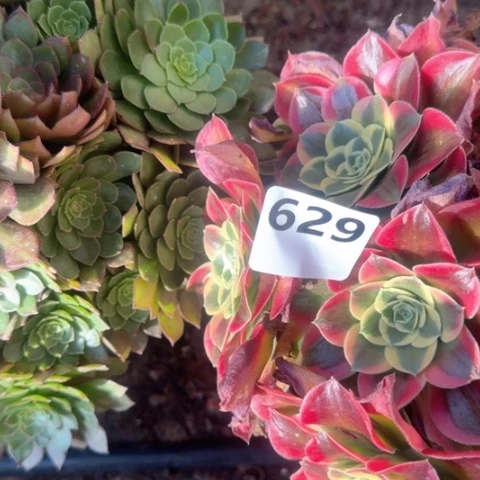 寒*法师桃花石雨花石18-48