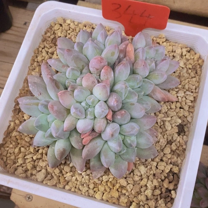 这一期太有意思咯好