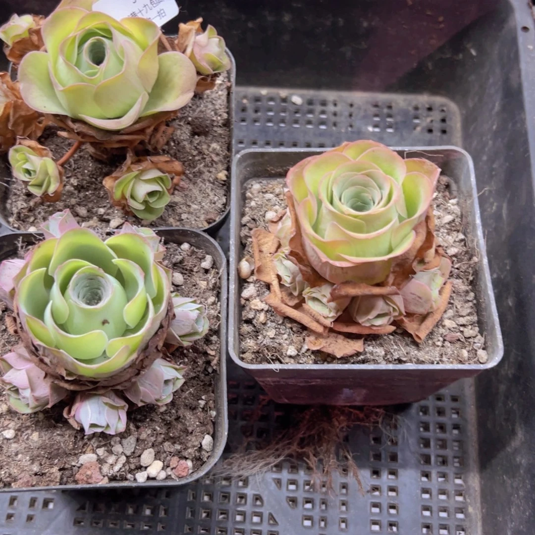 576 侧牙掉了不包损无售后