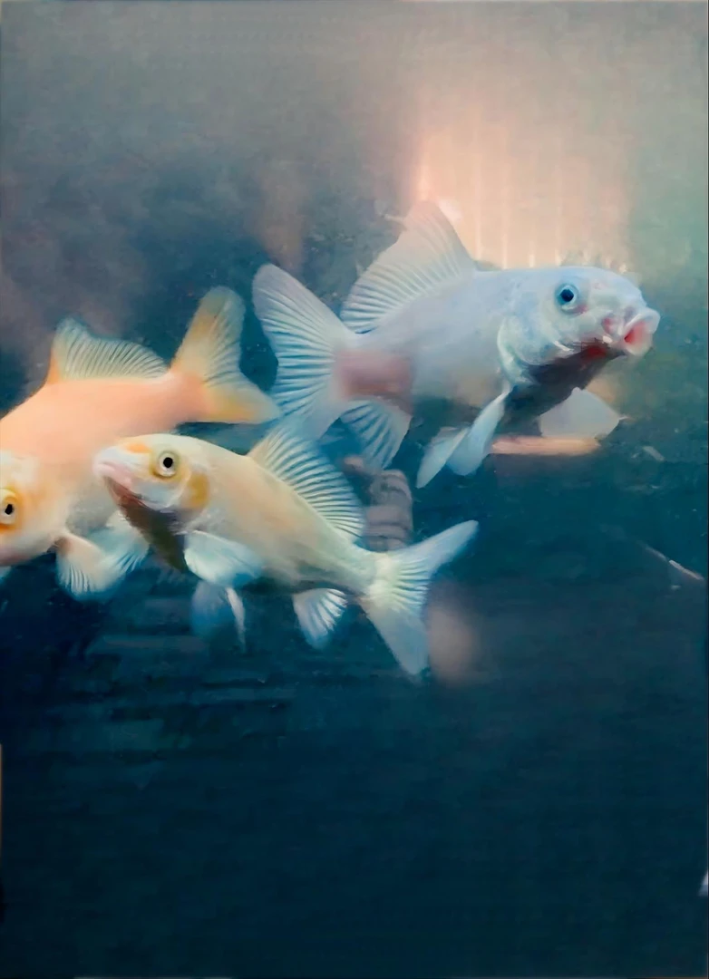 蝴蝶鲤福利邮费专拍链接