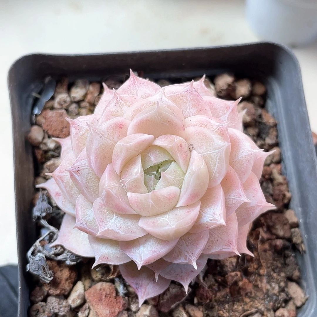 优选26号女王1038