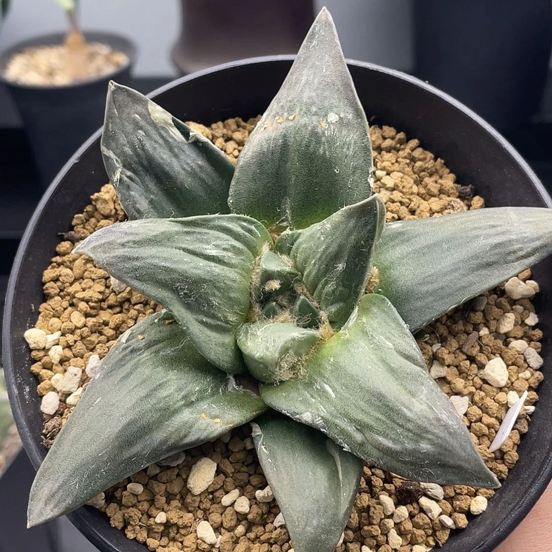 牡丹杂一一一一一