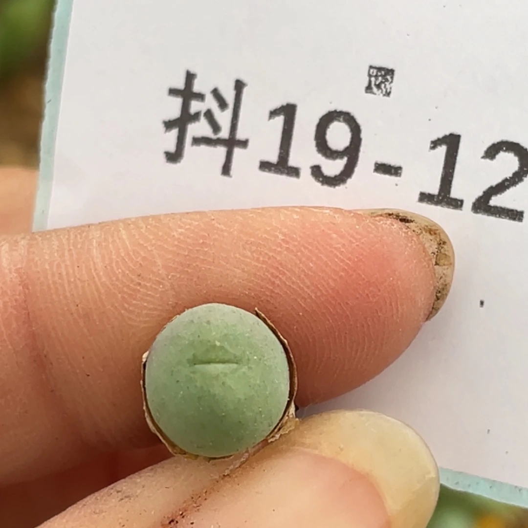 19-122鸭嘴兽苗多肉植物