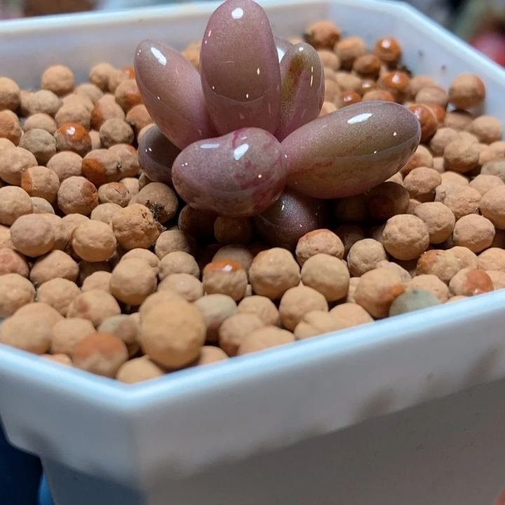 红手指锦多肉植物