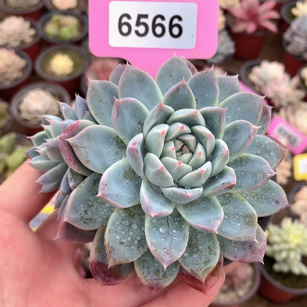 冰山6566号多肉植物