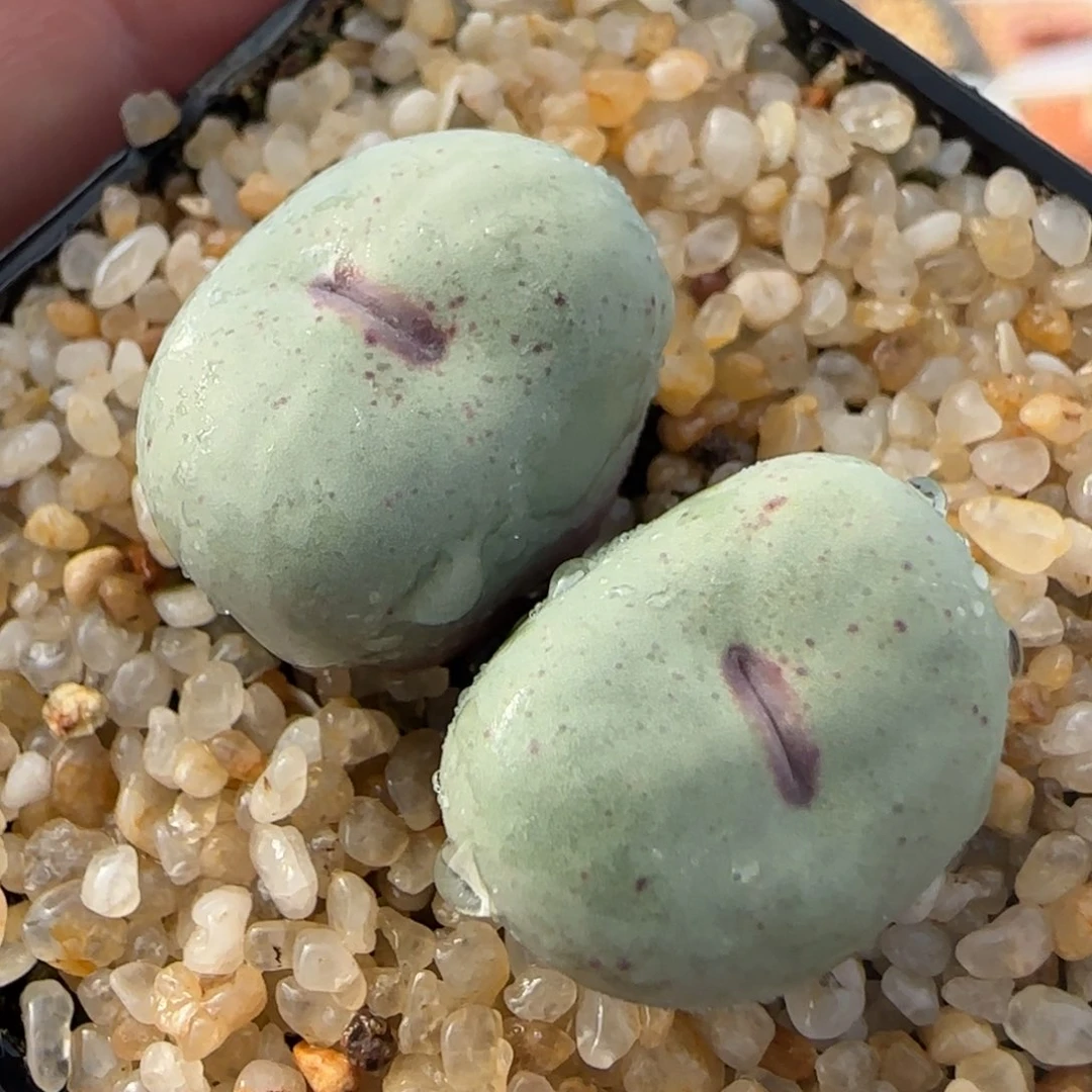 1.28多肉新年大福头大嘴132 号