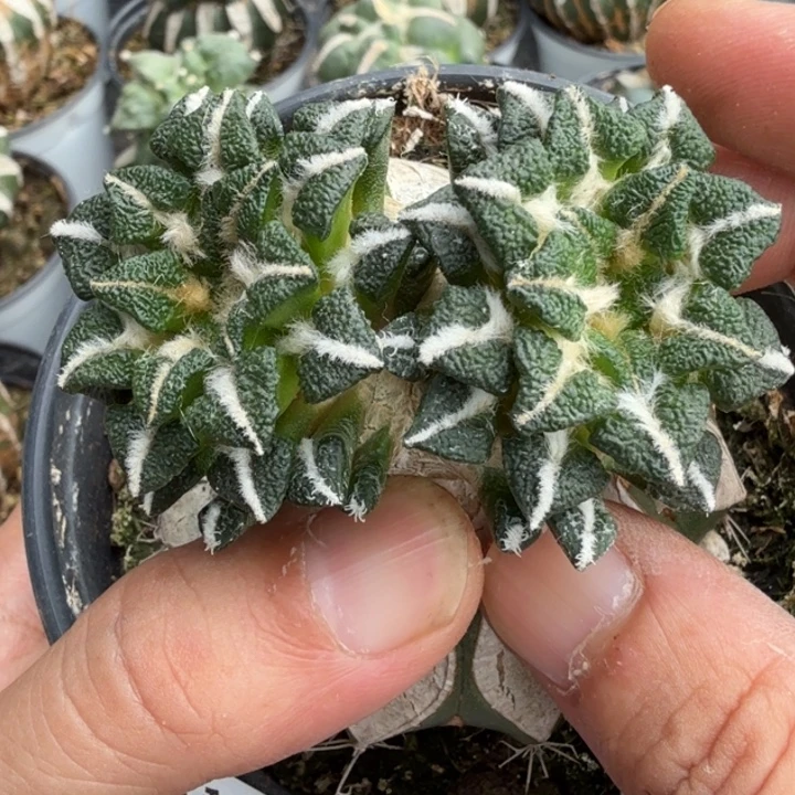 无花朵福利苗接双头黑074