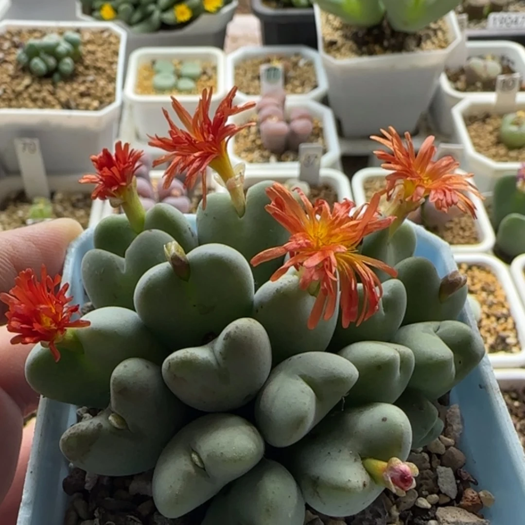 【闪购商品】19450