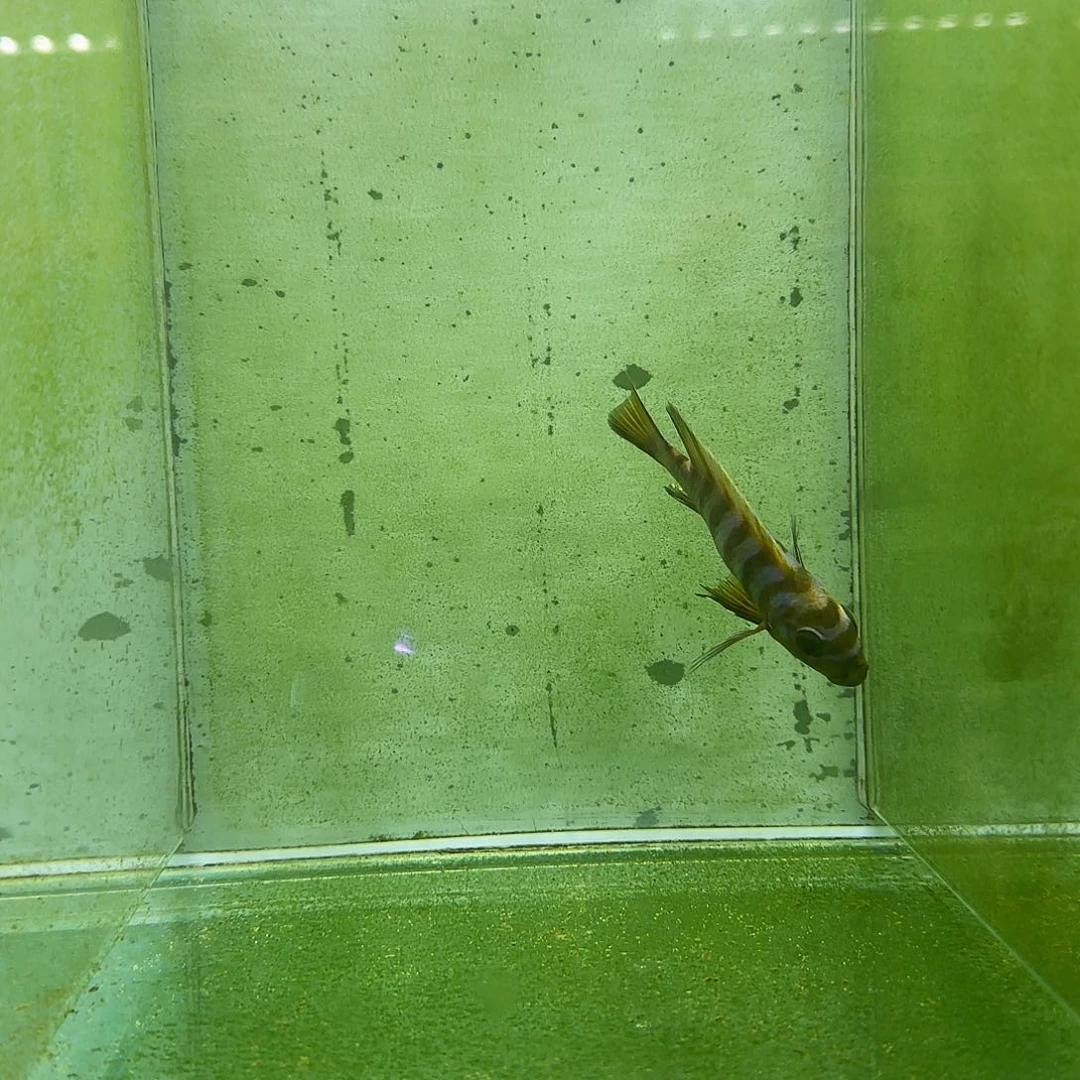 海水1026号麒麟斑马