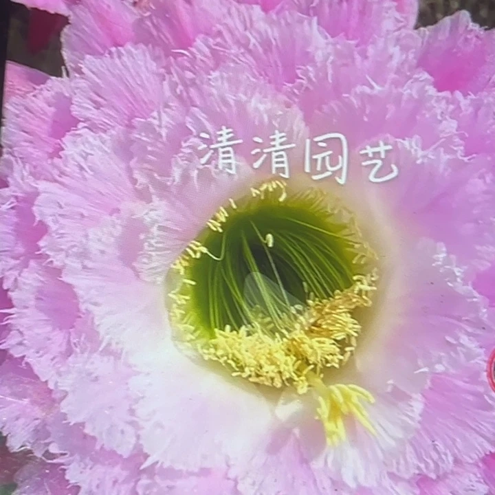 清清芸夕根有礼品瑕疵黑点
