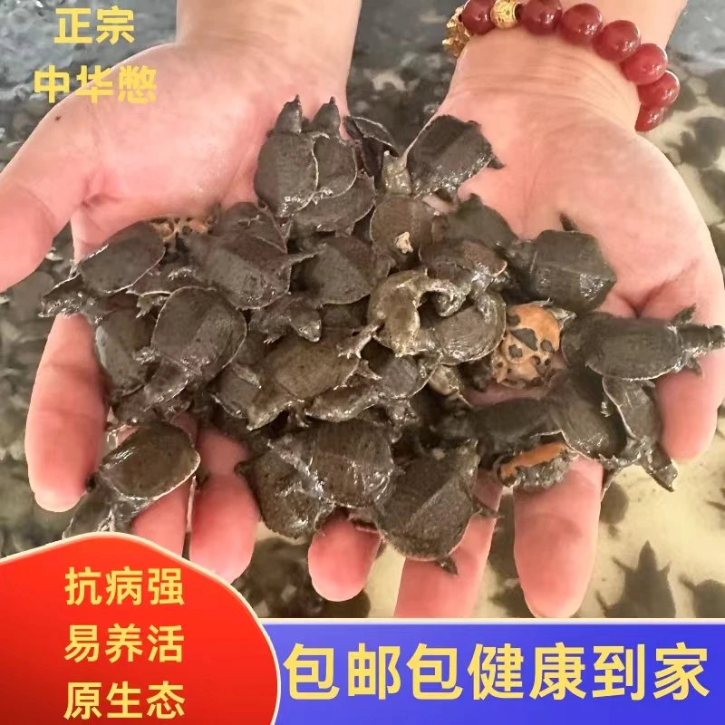 2025头批中华黑花杂交外塘冷水甲鱼苗5--100克