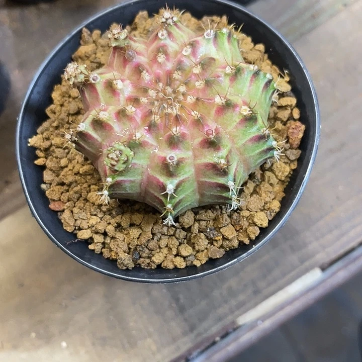 用****9仙人球好好看好漂亮160