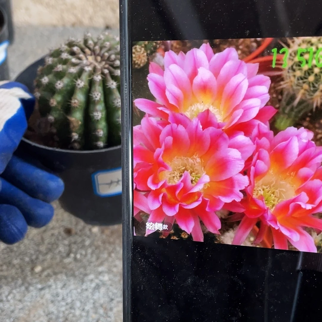 炫舞自根球6公分左右满18包邮