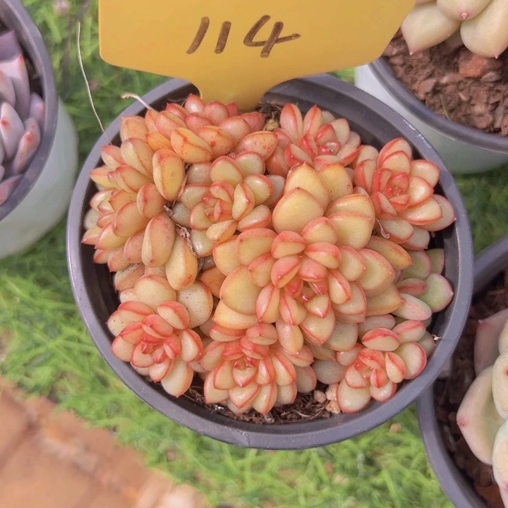 健健康康平平安安