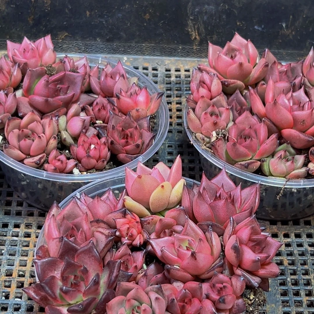 050多肉量拍一盒保底12颗