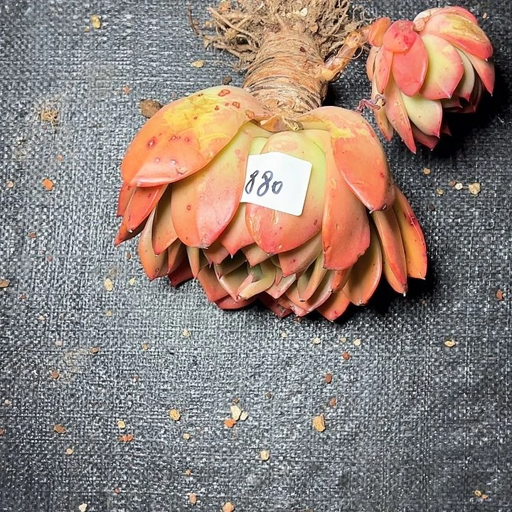 用****4880////////////////